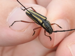 Sphaenothecus bilineatus