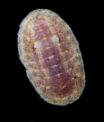Ischnochiton