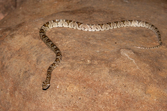 Trimorphodon lyrophanes