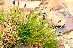 Ficinia ixioides glabra