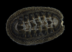 Chiton granosus