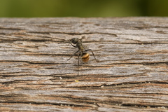 Polyrhachis aurea