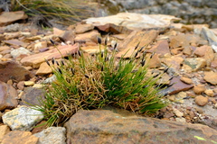 Ficinia ixioides glabra