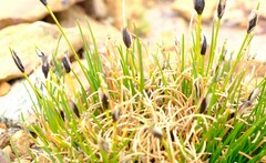 Ficinia ixioides glabra