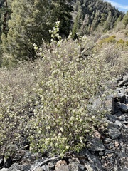 Amelanchier utahensis