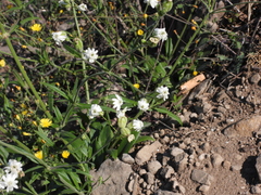 Silene aprica