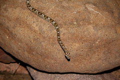 Trimorphodon lyrophanes