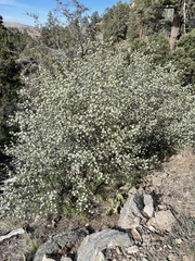 Amelanchier utahensis