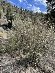 Amelanchier utahensis