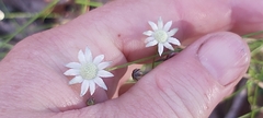 Actinotus minor