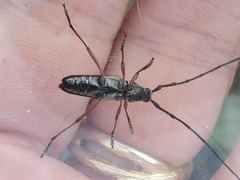 Sphaenothecus bilineatus