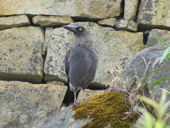 Strepera versicolor plumbea