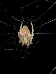 Eriophora edax