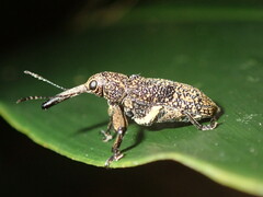 Isacantha rhinotioides