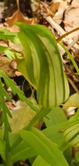 Pterostylis australis