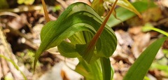 Pterostylis australis
