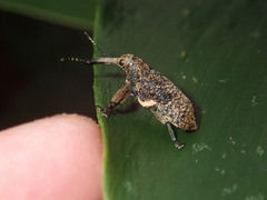 Isacantha rhinotioides