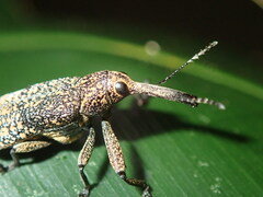 Isacantha rhinotioides