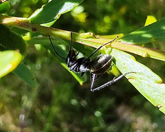 Camponotus suffusus