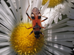 Beosus quadripunctatus