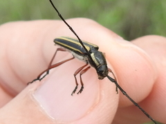 Sphaenothecus bilineatus
