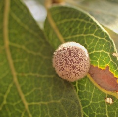 Cynips multipunctata