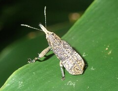 Isacantha rhinotioides