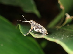 Isacantha rhinotioides