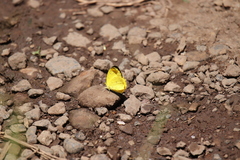 Eurema floricola
