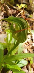 Pterostylis australis