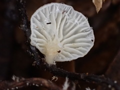 Lactifluus genevieveae