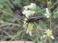 Sphaenothecus bilineatus