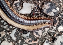 Pachyiulus flavipes