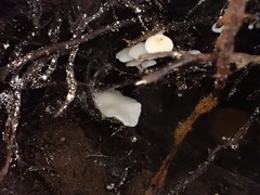 Lactifluus genevieveae