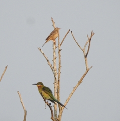Anthus godlewskii