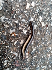 Pachyiulus flavipes