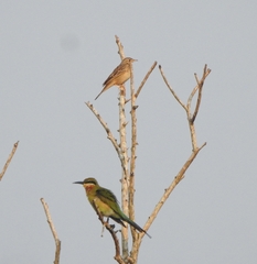 Anthus godlewskii