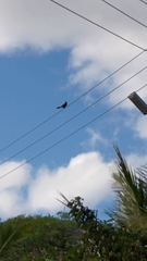 Dicrurus macrocercus