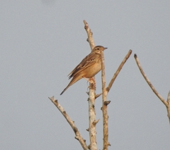 Anthus godlewskii