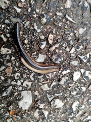 Pachyiulus flavipes