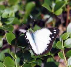 Cepora perimale scyllara