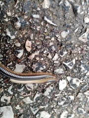 Pachyiulus flavipes