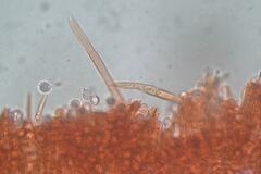 Lactifluus genevieveae