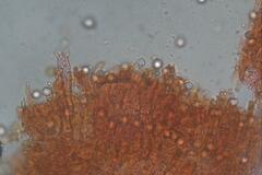 Lactifluus genevieveae