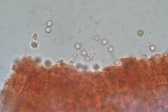 Lactifluus genevieveae