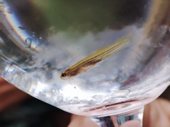Gambusia affinis