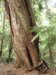 Metrosideros robusta