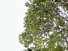 Metrosideros robusta