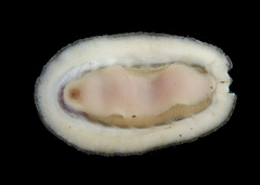 Chiton granosus