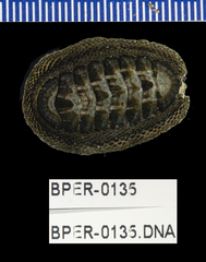 Chiton granosus
